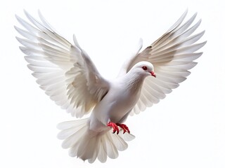 Fototapeta premium Macro Photography: Isolated White Dove in Flight, Feathery Details, Pure White Bird