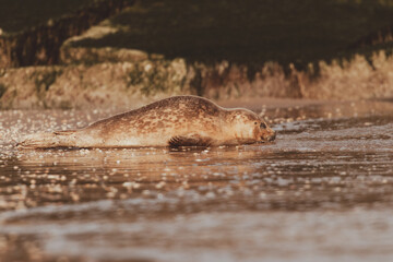 Dutch Common Seal on the beach in Scheveningen