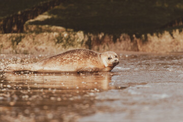 Dutch Common Seal on the beach in Scheveningen