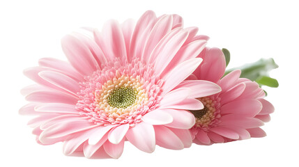 Gerbera on transparent background. isolated background.