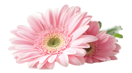 Gerbera on transparent background. isolated background.