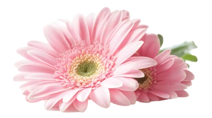 Fototapete Gerbera on transparent background. isolated background. © akbar