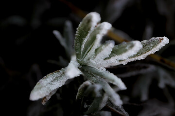 givre