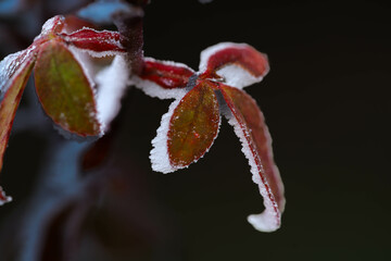 givre