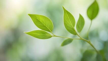 Close-up of vibrant green leaves on a slender branch against a soft, blurred natural background.
