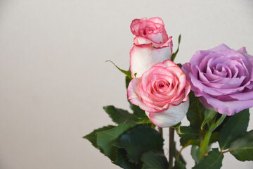 ピンクと紫のばら