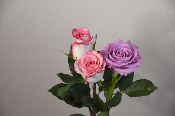 ピンクと紫のばら