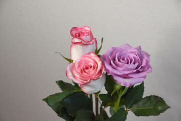 ピンクと紫のばら