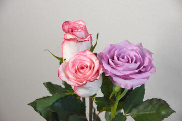 ピンクと紫のばら