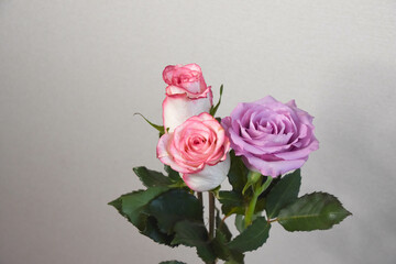 ピンクと紫のばら