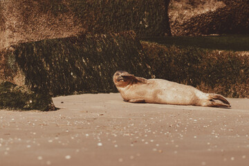 Fototapeta premium Dutch Common Seal on the beach in Scheveningen
