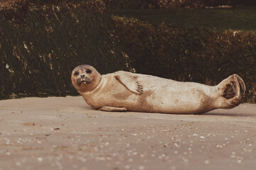 Fototapeta premium Dutch Common Seal on the beach in Scheveningen