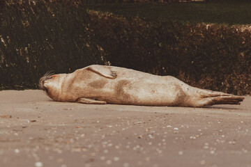 Dutch Common Seal on the beach in Scheveningen