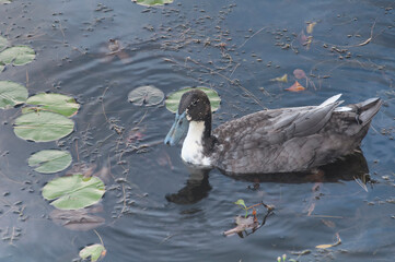 a male lesser scaup duck on a pond