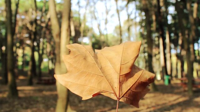 Yellow leaf fall from tree in autumn