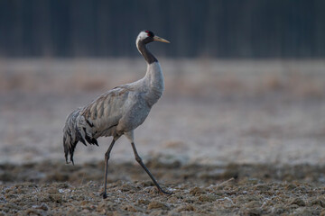 Żuraw, żuraw popielaty, żuraw szary, crane, Grus grus © Michal Przystas