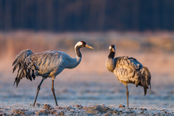 Żuraw, żuraw popielaty, żuraw szary, crane, Grus grus © Michal Przystas