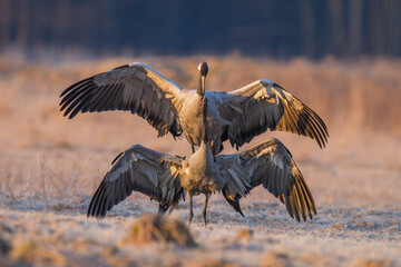 Żuraw, żuraw popielaty, żuraw szary - kopulacja, crane  Grus grus  © Michal Przystas