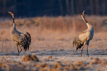 Żuraw, żuraw popielaty, żuraw szary, crane, Grus grus © Michal Przystas