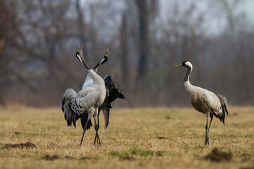 Żuraw, żuraw popielaty, żuraw szary, crane  Grus grus  © Michal Przystas
