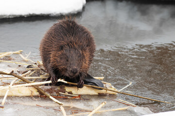 close-up brown american beaver gnawing branch on pond in winter