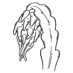 Pitahaya plant. Dragon Fruit hand drawn. Tropical food in ink sketch style isolated. Vector manual illustration collection.