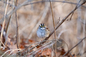 White-Throated Sparrow