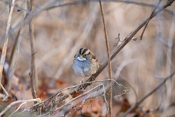 White-Throated Sparrow