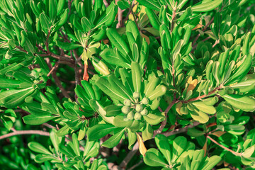 Lush tropical plant with numerous green leaves and a cluster of small green seeds in the center....