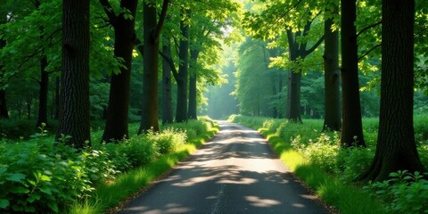 Obraz premium Serene Pathway Through Lush Green Forest Canopy on Sunny Morning