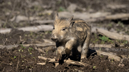 A Running Little Boarlet (Sus Scrofa)