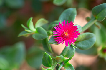 Macro shot of a vibrant red flower with yellow pollen at the center. The close-up view highlights the intricate structure and vivid colors of the petals of Aptenia Cordifolia or Baby Sun Rose