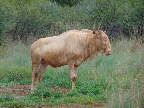 Royal Wildbeest
