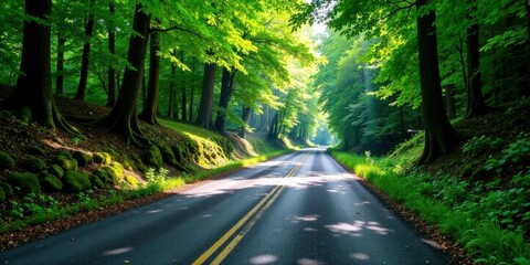 Obraz premium Sunlit Pathway Through Lush Green Forest Canopy with Asphalt Road