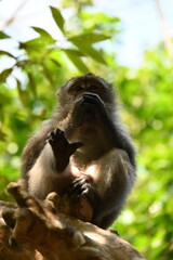 Close up of a monkey