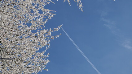 A frost-covered apple tree branch contrasts with a clear blue sky, while a contrail from a passing airplane cuts diagonally across the frame, creating a striking visual effect.

