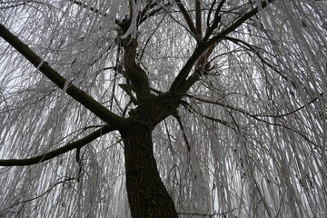 A weeping willow tree in winter stands with bare branches covered in frost, creating a delicate, ethereal canopy of white, contrasted by its dark, gnarled trunk. 
