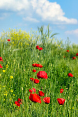 Poppies flower meadow and blue sky with clouds countryside spring season