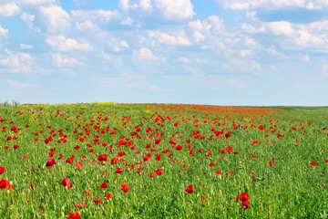 Poppies meadow and blue sky with clouds countryside landscape