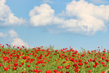 Red poppies meadow and blue sky with clouds countryside spring season