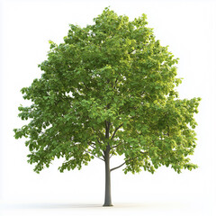 Obraz premium Big green rain tree isolated on white background tropical