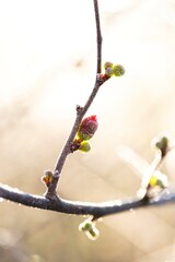 The interplay of sunlight and frost on closed red quince blossoms highlights the delicate nature of winter.