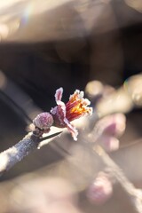 A macro perspective reveals the textured beauty of frosted quince flowers in a winter setting.