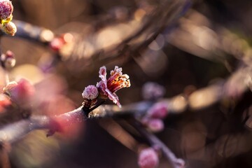 Frost-covered quince blossoms shimmer in soft sunlight, emphasizing the tranquility of winter.