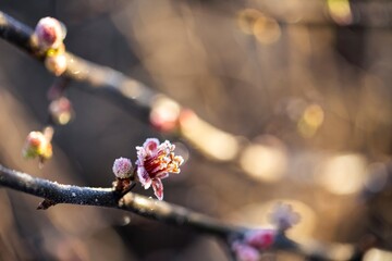 Sunlit quince blossoms dusted with frost evoke the peaceful elegance of winter mornings.