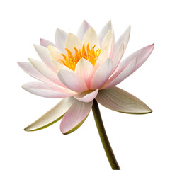 single lotus flower on transparent background
