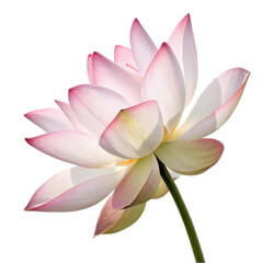 single lotus flower on transparent background