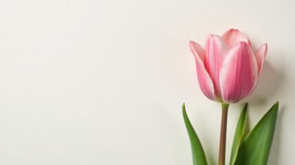 Fototapeta premium A Delicate Pink Tulip Blossom on a Pristine White Background, a Symbol of Spring's Gentle Arrival and Renewed Hope