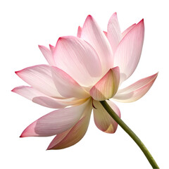 single lotus flower on transparent background