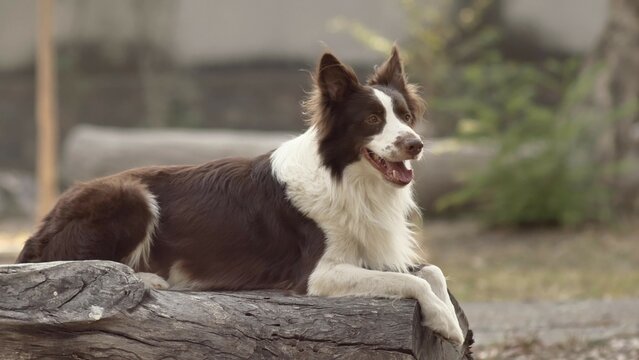 border collie dog germane shepherd dog